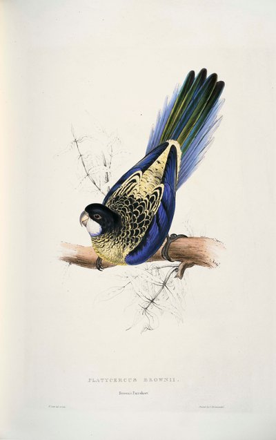 Platycercus Venustus by Edward Lear